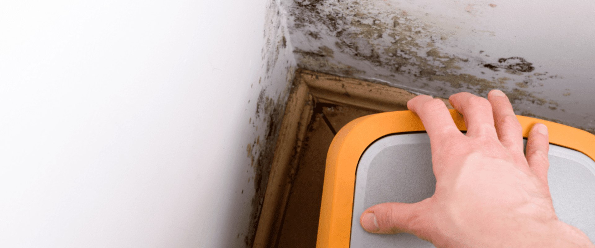 Effective Strategies to Prevent Mold and Mildew in Your Home