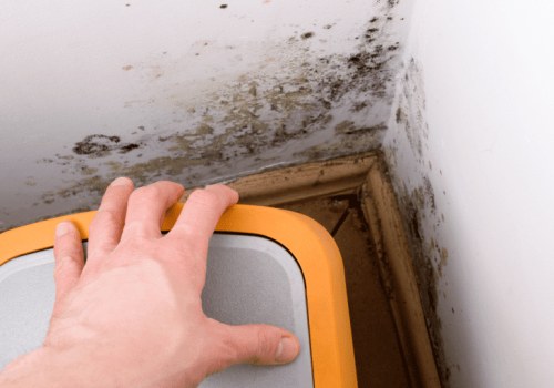 Effective Strategies to Prevent Mold and Mildew in Your Home